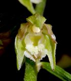 Epipactis microphylla