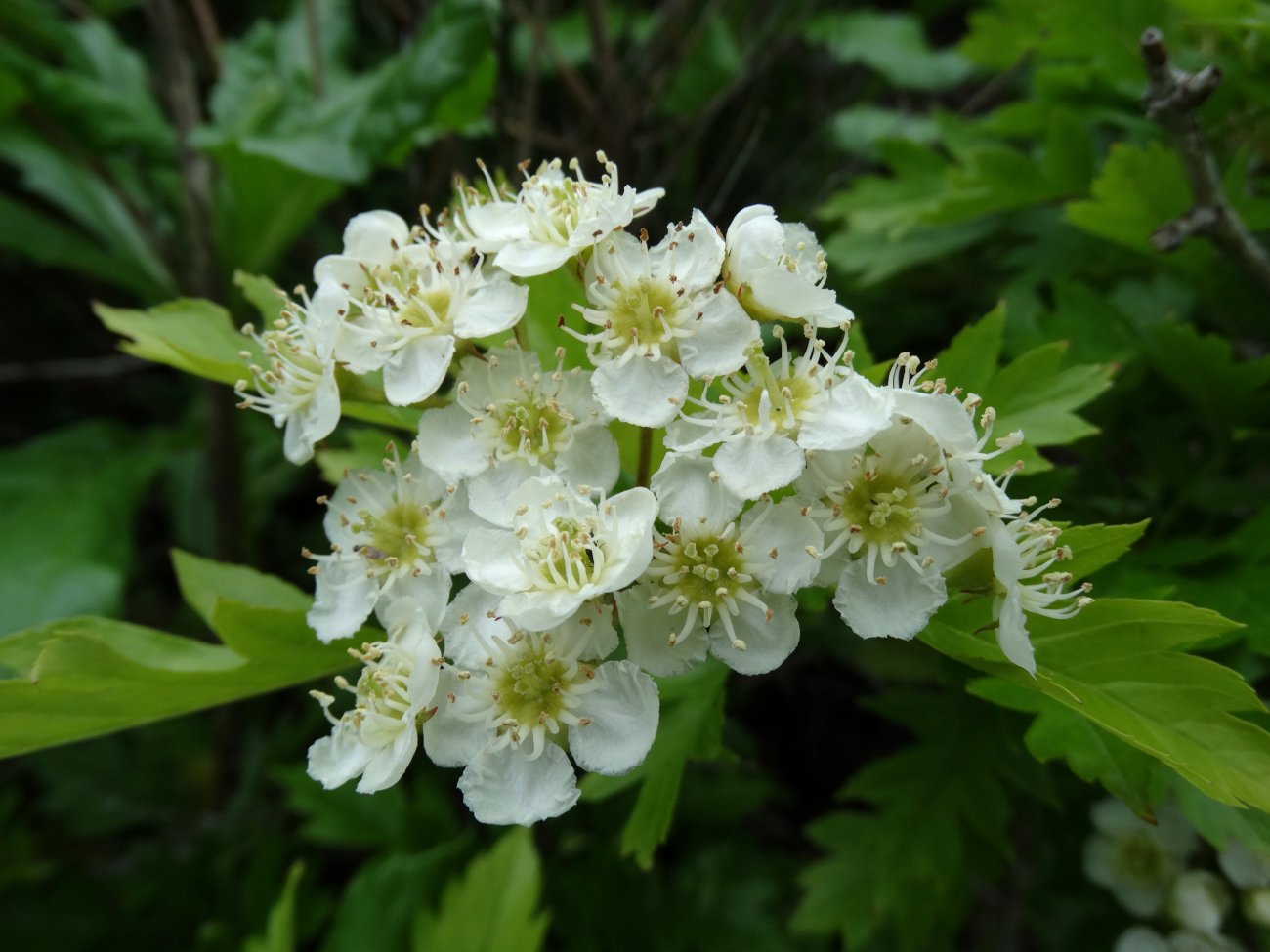 Изображение особи Crataegus pinnatifida.