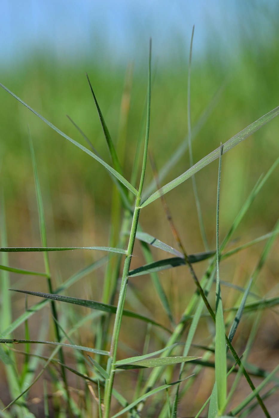 Изображение особи Aeluropus littoralis.