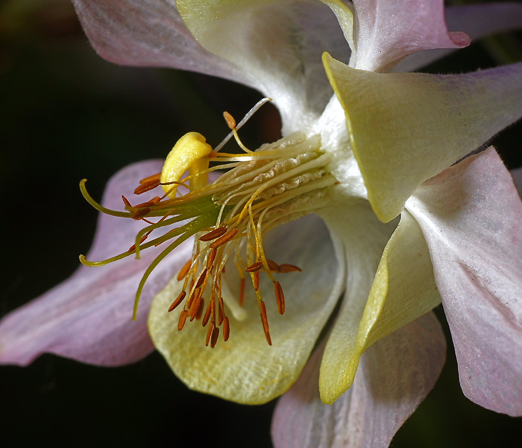 Image of Aquilegia coerulea specimen.