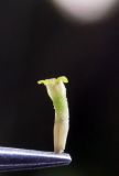 Image of taxon representative. Author is Евгений Пахомов