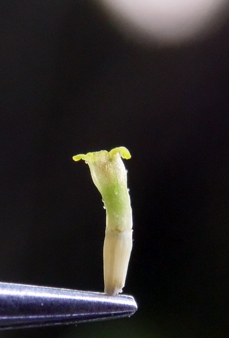 Image of Pyrethrum parthenifolium specimen.