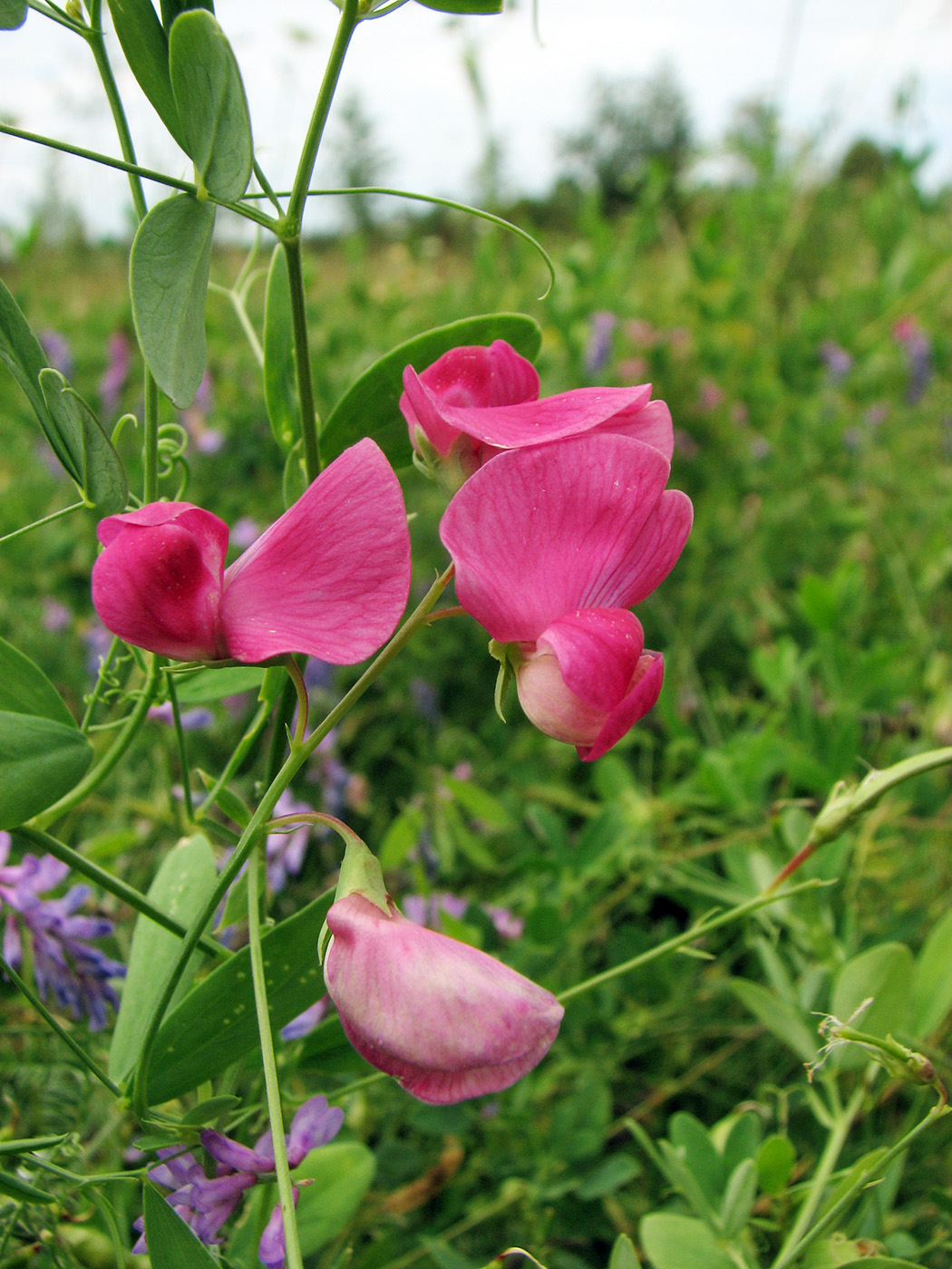 Изображение особи Lathyrus tuberosus.