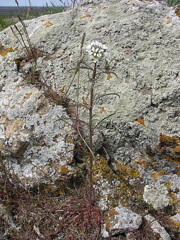 Изображение особи Erysimum leucanthemum.