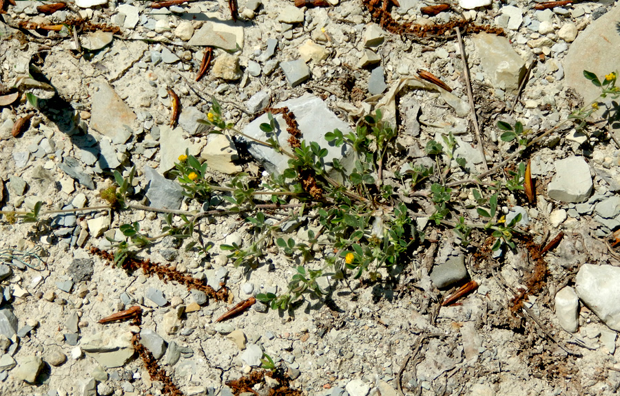 Image of Medicago minima specimen.