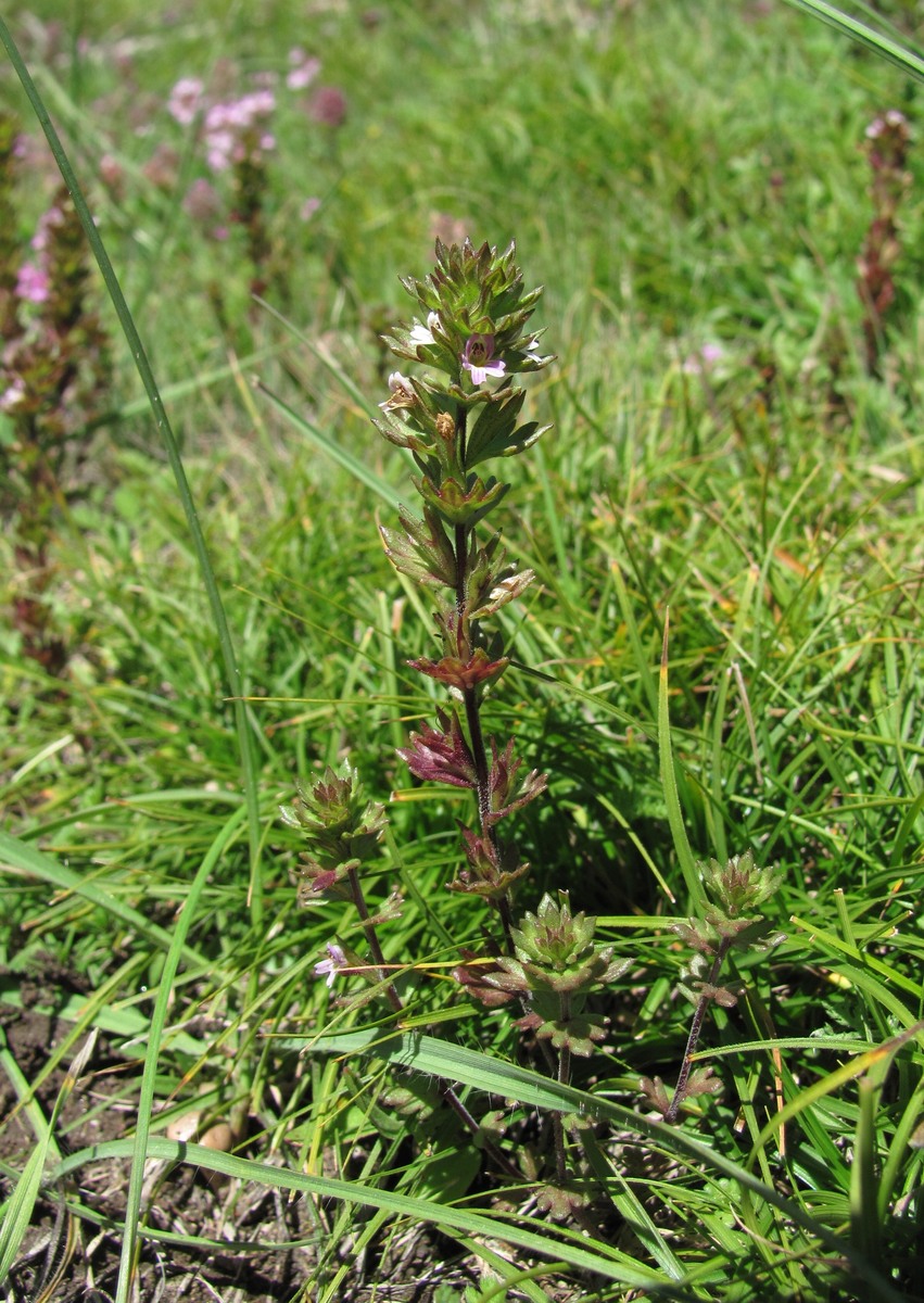 Image of genus Euphrasia specimen.