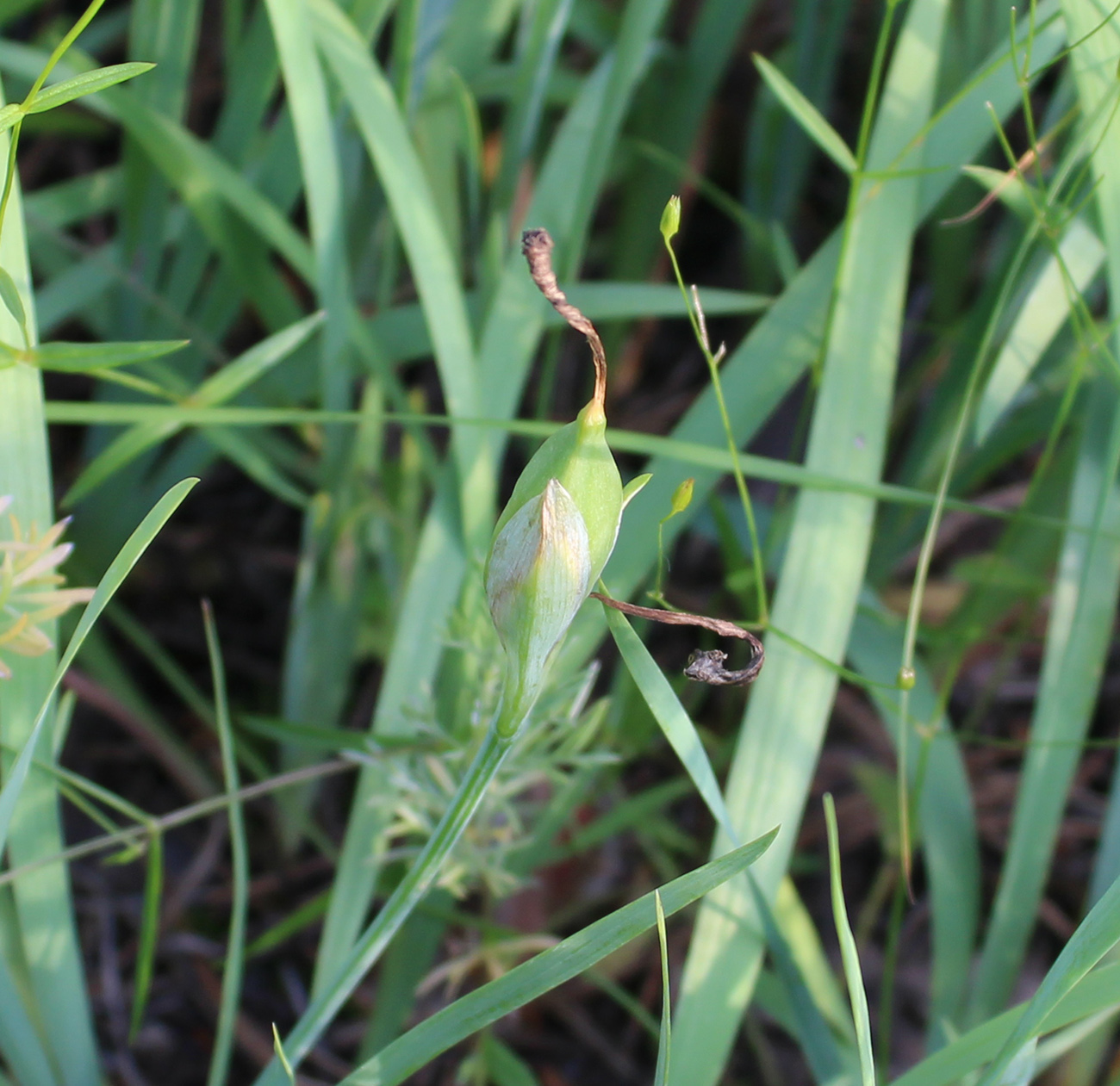 Изображение особи Iris pineticola.