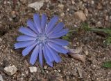 Cichorium intybus