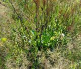 Rumex acetosa