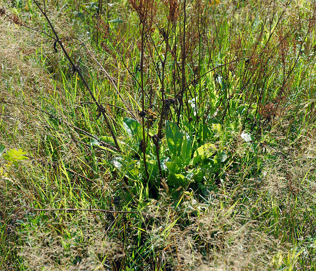Изображение особи Rumex acetosa.