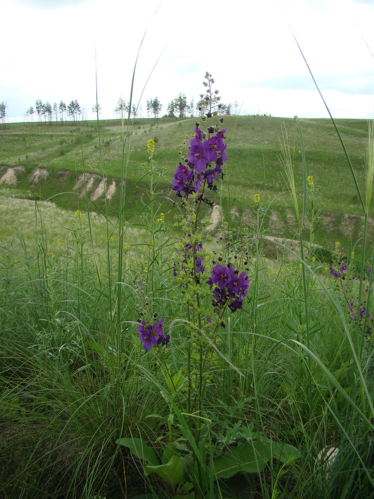 Изображение особи Verbascum phoeniceum.