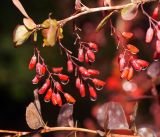 Berberis vulgaris form atropurpurea. Созревающие плоды с каплями дождя [на листьях видны пятна мицелия мучнисторосяного гриба Erysiphe (Microsphaera) berberidis]. Московская обл., Раменский р-н, окр. дер. Хрипань, садовый участок. 05.09.2016.