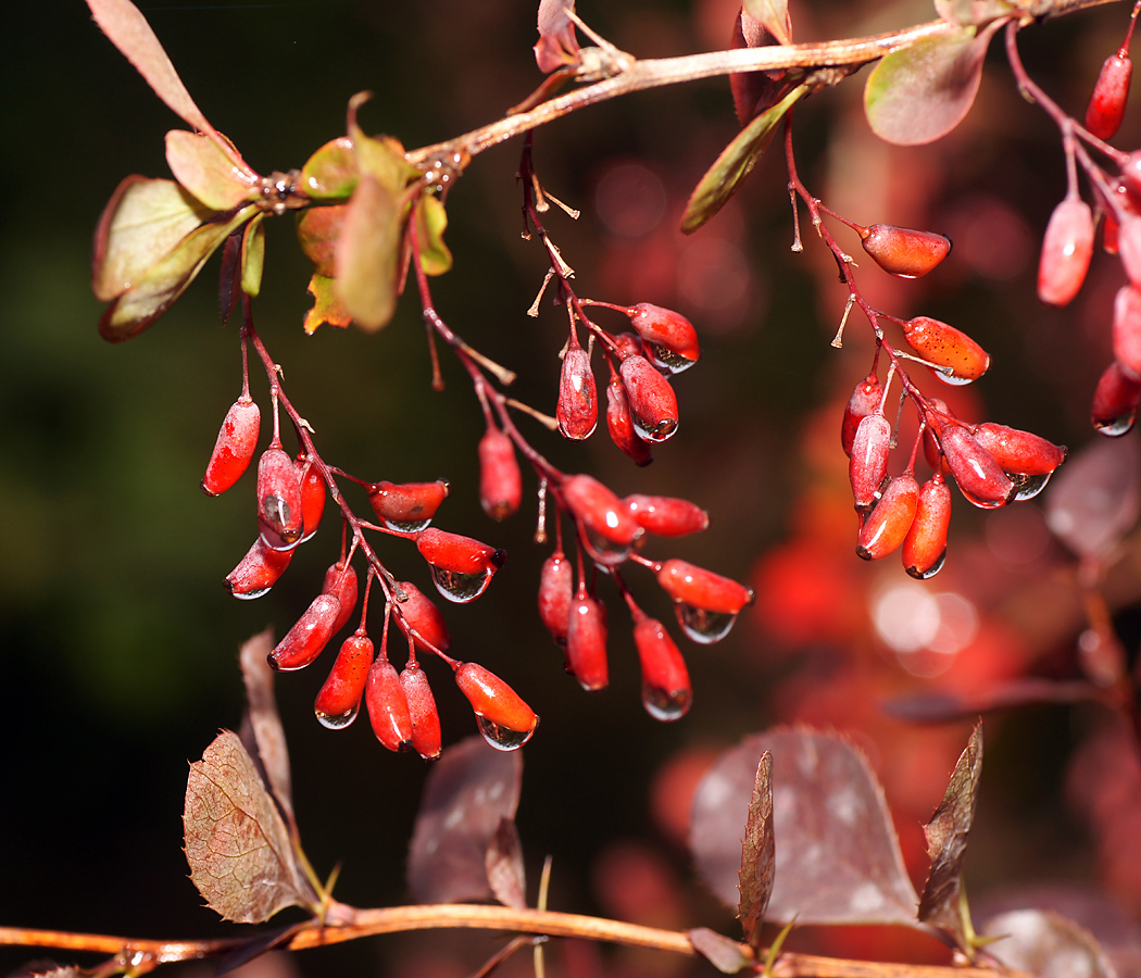 Изображение особи Berberis vulgaris f. atropurpurea.