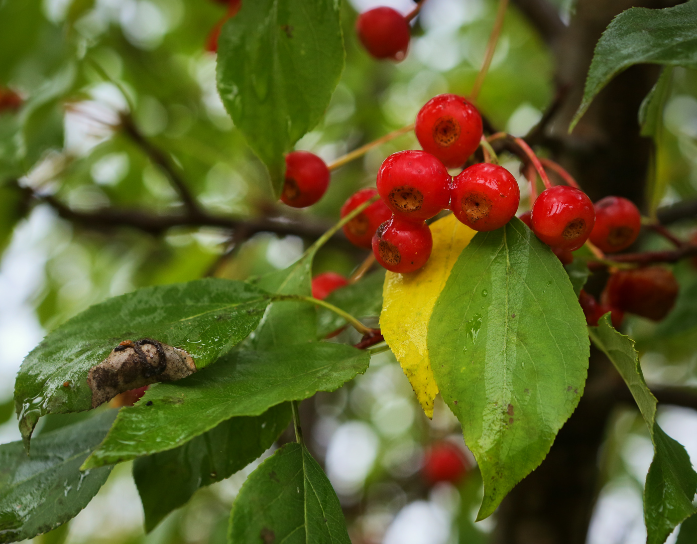 Изображение особи Malus baccata.