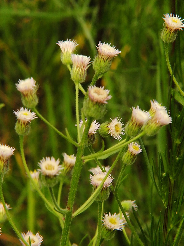 Изображение особи Erigeron acris.