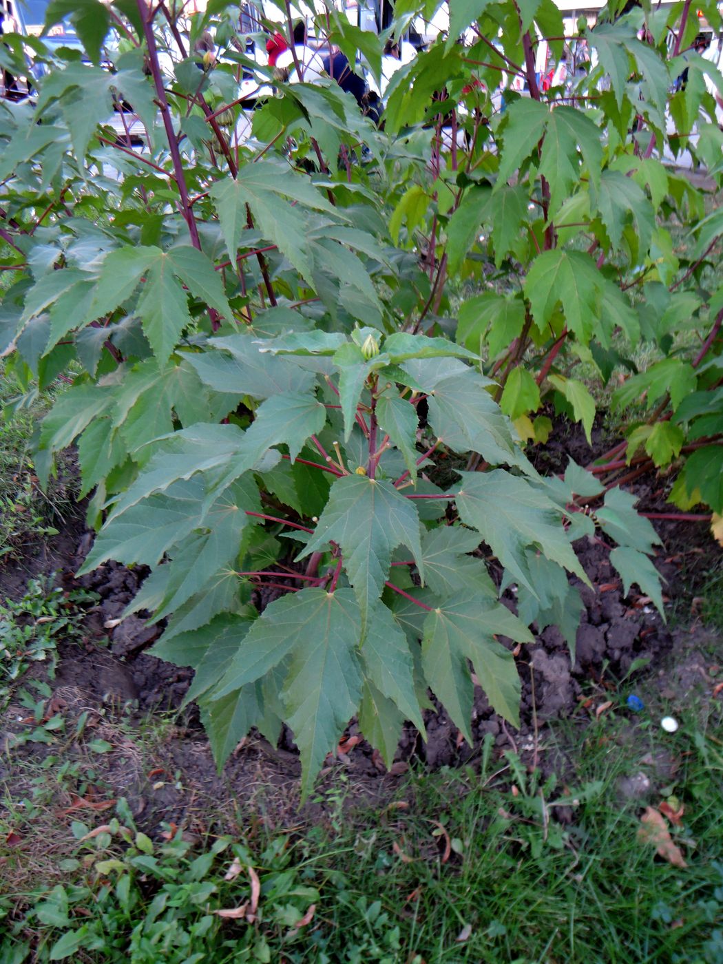 Изображение особи Hibiscus &times; hybridus.