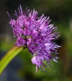 Allium spirale