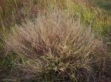 Artemisia campestris