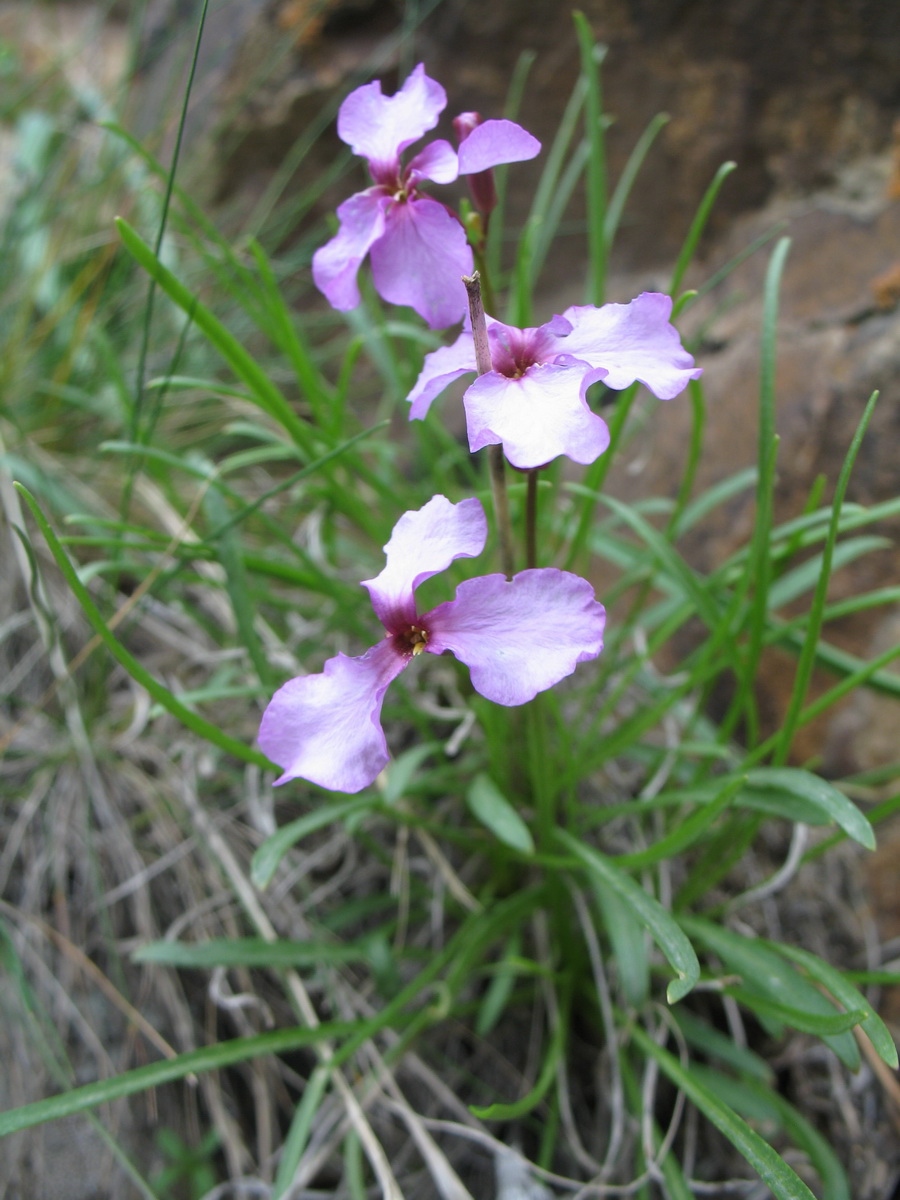 Image of Parrya popovii specimen.