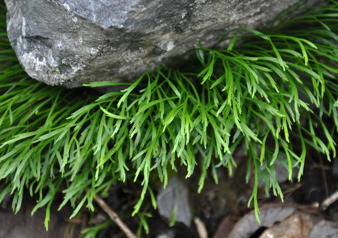 Image of Asplenium septentrionale specimen.