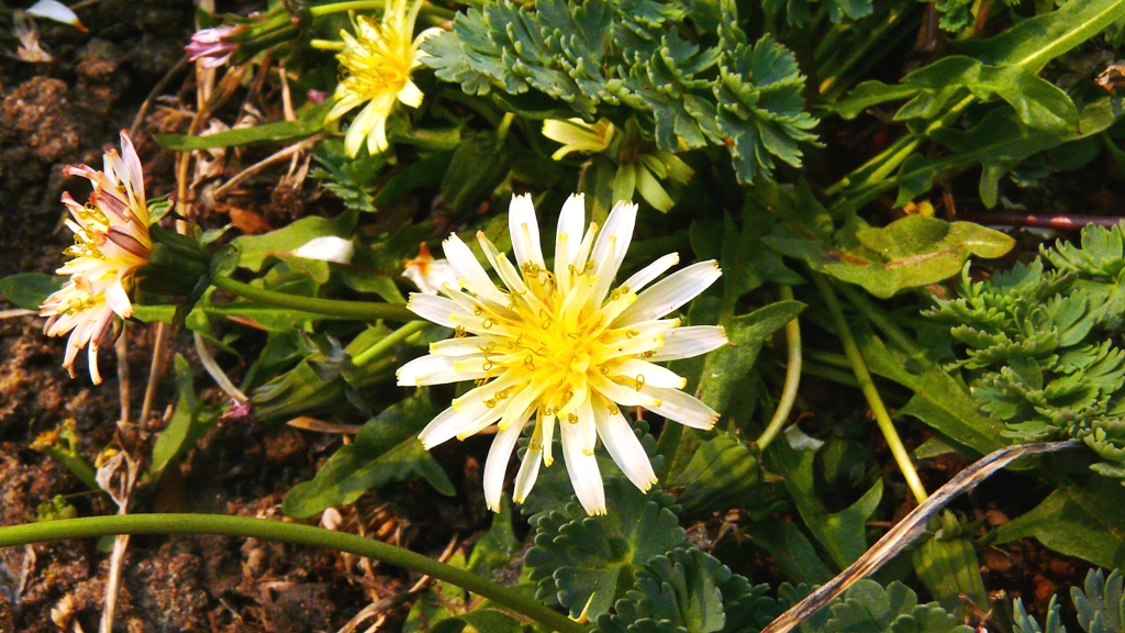 Image of Taraxacum pseudonivale specimen.