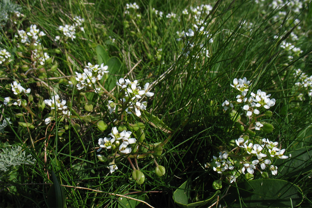 Изображение особи Cochlearia anglica.