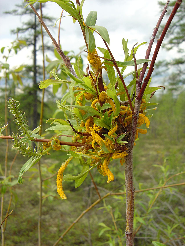 Изображение особи Salix boganidensis.