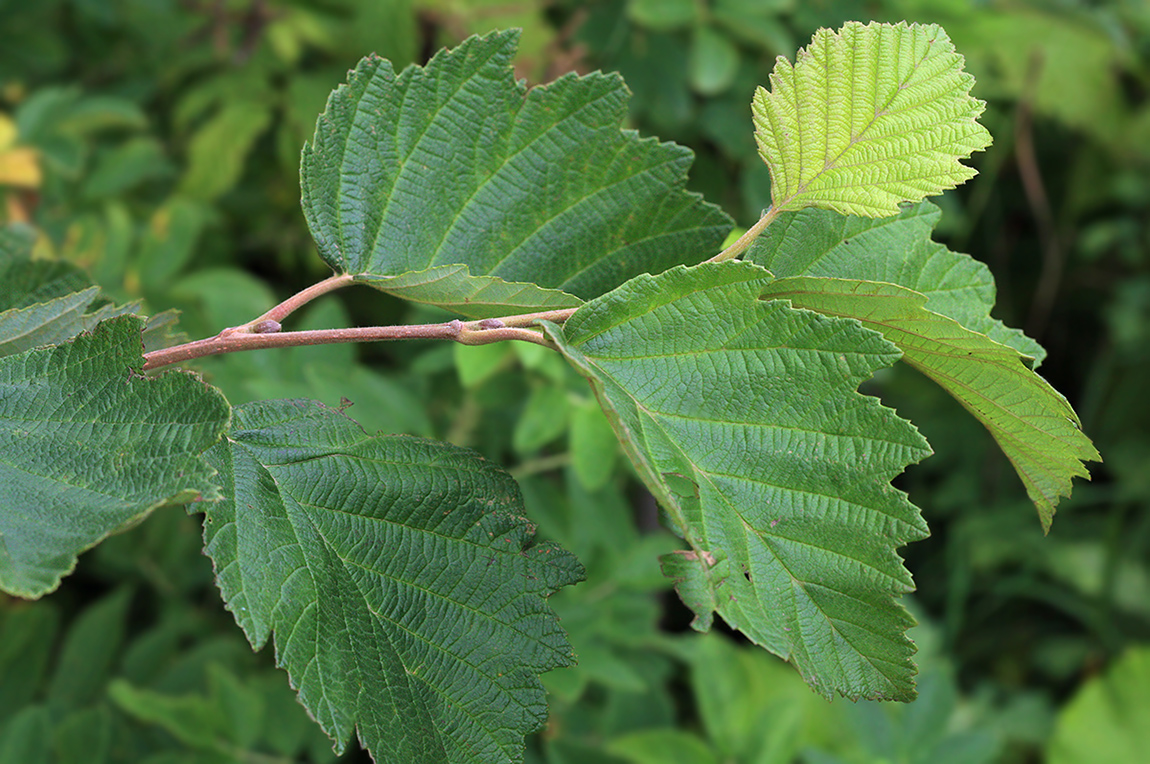 Изображение особи Alnus hirsuta.