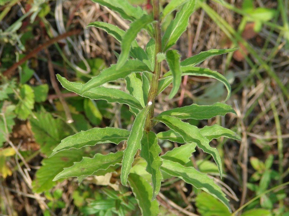 Изображение особи Adenophora tricuspidata.