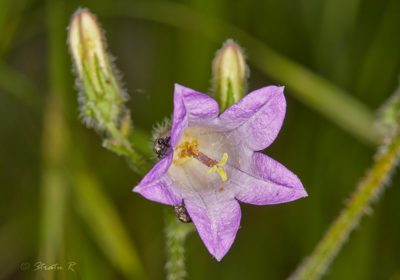 Image of Campanula praealta specimen.