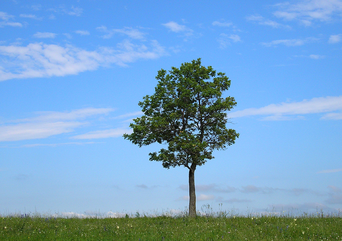 Изображение особи Quercus robur.