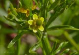 Ranunculus sceleratus. Цветок. Молдова, Оргеевский р-н, окр. с. Бутучены, известняковая осыпь. 08.05.2015.