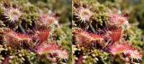 Drosera rotundifolia