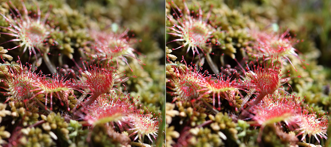 Изображение особи Drosera rotundifolia.