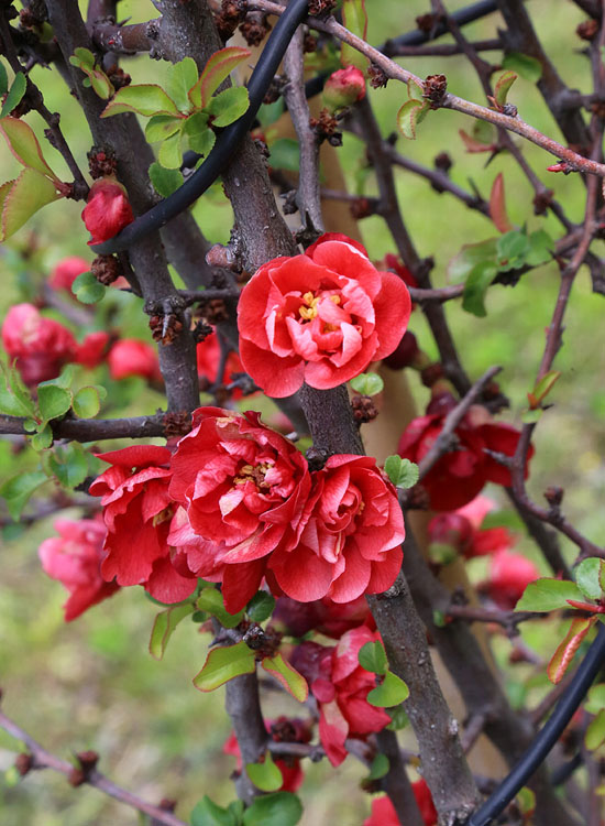 Изображение особи род Chaenomeles.