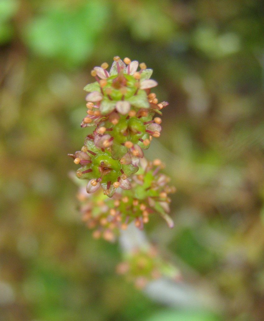 Image of Micranthes hieraciifolia specimen.