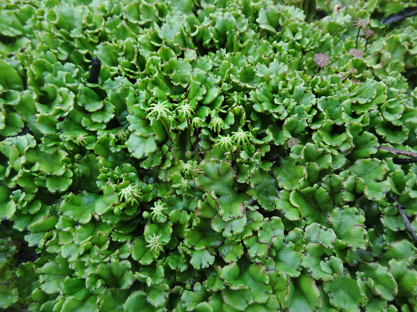 Изображение особи Marchantia polymorpha.