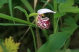 Cypripedium guttatum