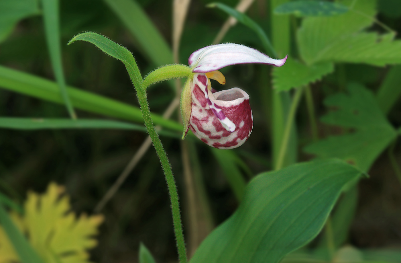 Image of Cypripedium guttatum specimen.