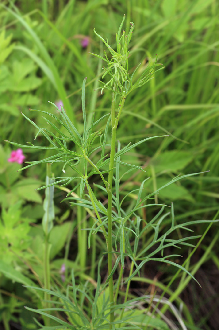 Image of Aconitum macrorhynchum specimen.