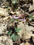 Corydalis paczoskii