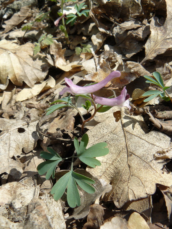 Изображение особи Corydalis paczoskii.