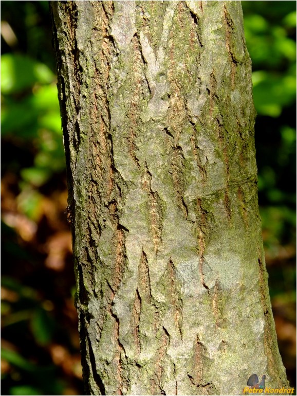 Image of Salix caprea specimen.