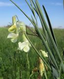 Lathyrus lacteus