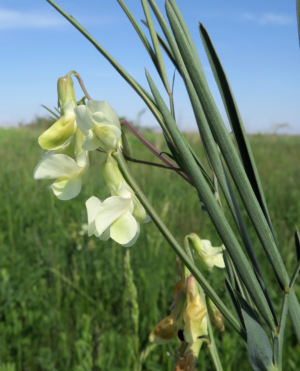 Изображение особи Lathyrus lacteus.