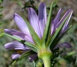 Image of taxon representative. Author is Леонид Непоменко