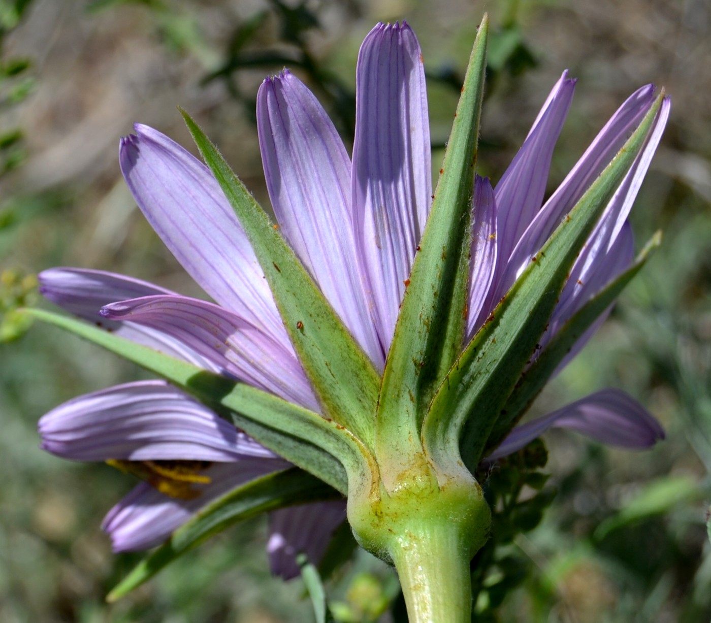 Image of Tragopogon marginifolius specimen.