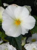 Begonia × tuberhybrida