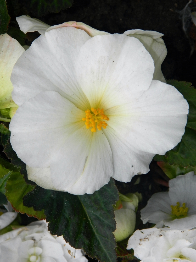 Изображение особи Begonia &times; tuberhybrida.