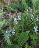 Veronica prostrata